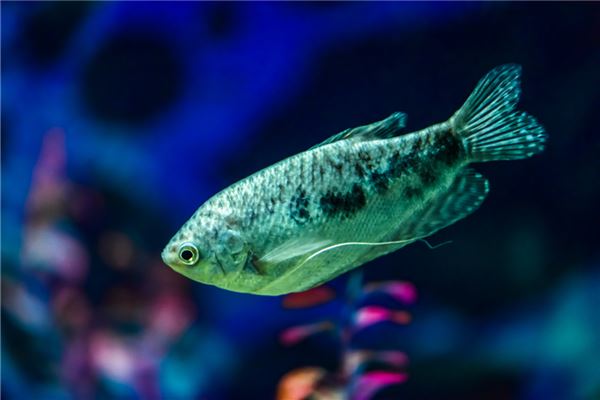 夢見抓到大魚_周公解夢