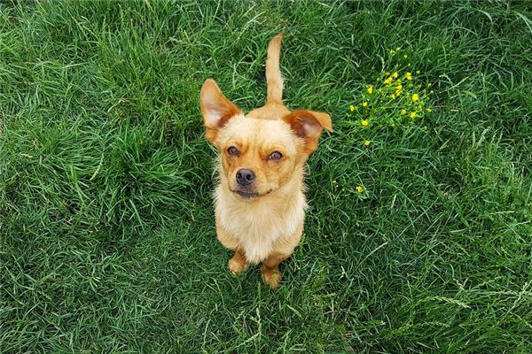 夢到背狗好不好_周公解夢