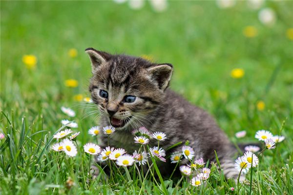 夢見貓叫什麼預兆_周公解夢