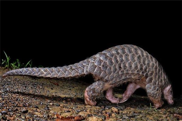 夢見穿山甲_周公解夢