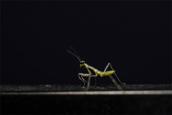 夢見螳螂爬身上_周公解夢
