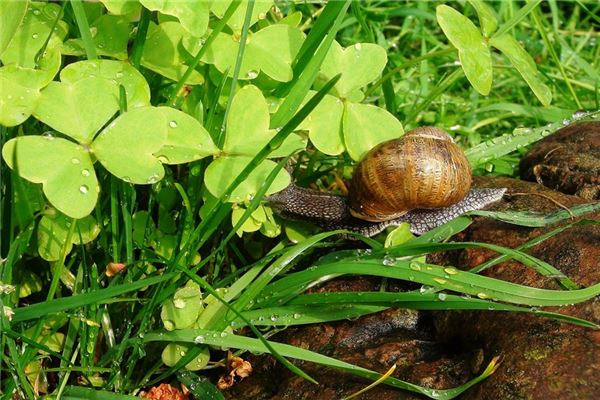 夢見大田螺_周公解夢