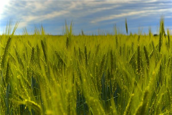 夢見麥茬預示什麼_周公解夢