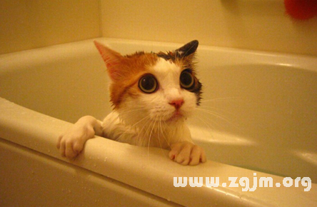 夢見貓洗澡