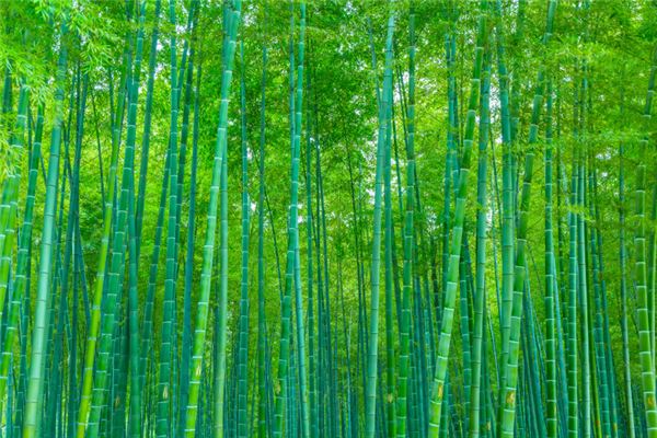 夢見竹林_周公解夢
