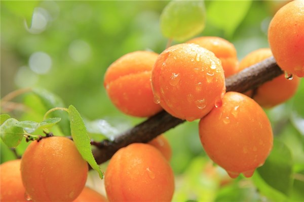 夢到了很多果子是什麼兆頭_周公解夢