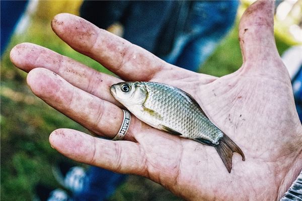 夢見自己用手抓到魚_周公解夢