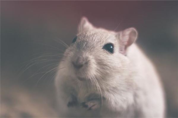 夢見白老鼠_周公解夢