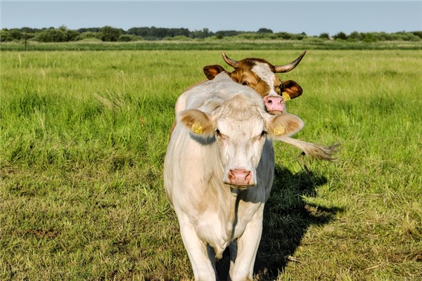 夢到牛生牛會有什麼預兆_周公解夢
