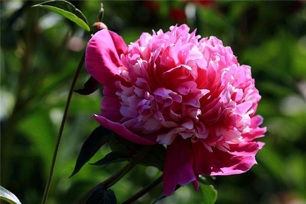 夢見芍藥花