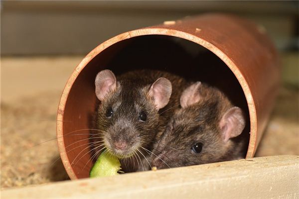 屬鼠人2020年運勢_十二生肖