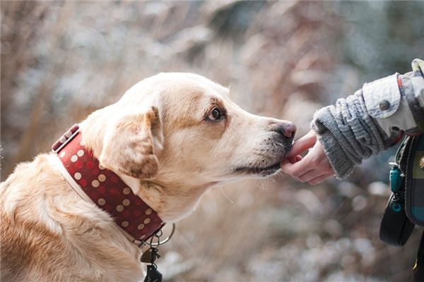 夢見狗向我示好_周公解夢