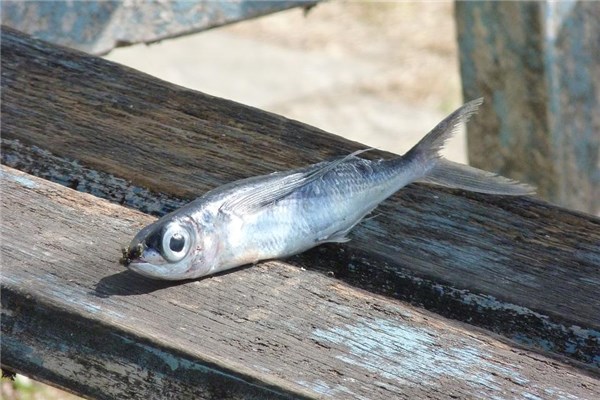 夢到了一條死魚有什麼意思_周公解夢