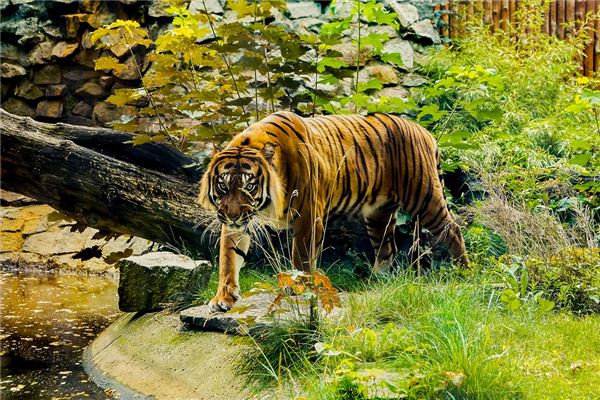 夢見老虎進家裡_周公解夢