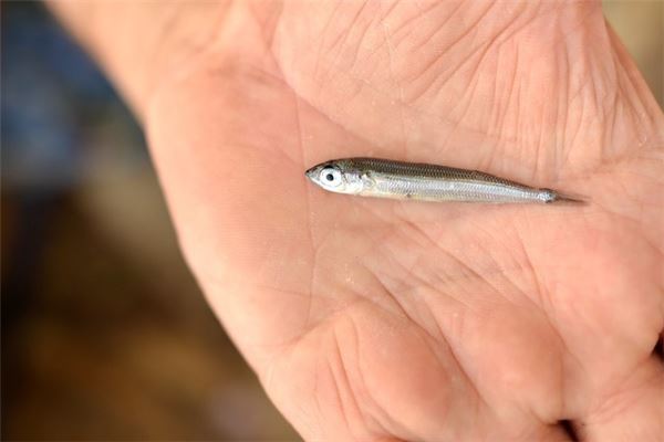 夢見抓小魚_周公解夢