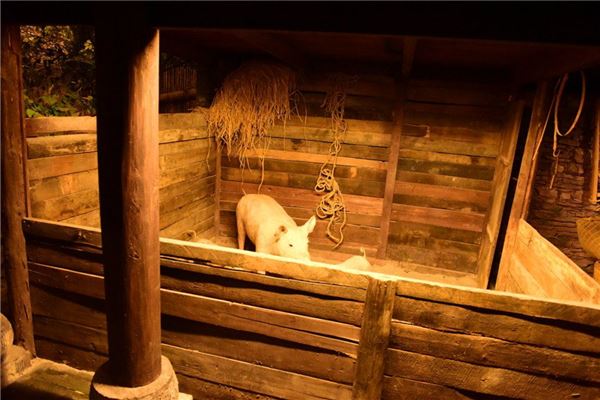 夢見進入豬圈裡_周公解夢