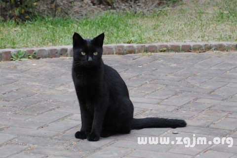 夢見黑色的貓