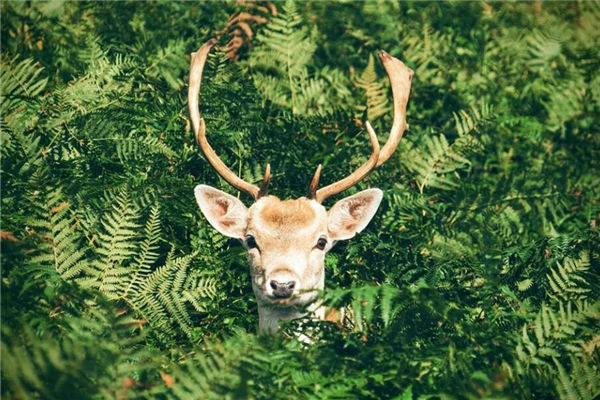 夢見鹿是什麼意思_周公解夢