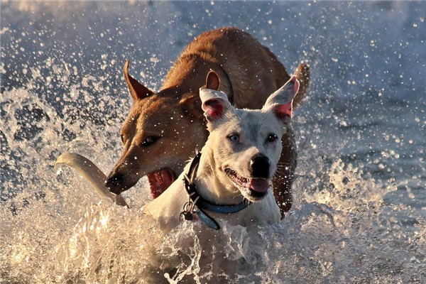 夢到狗淹死預示了什麼_周公解夢