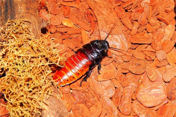 做夢夢到蟑螂_周公解夢