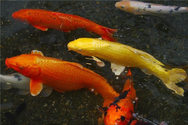 夢到抓紅鯉魚預示著什麼_周公解夢
