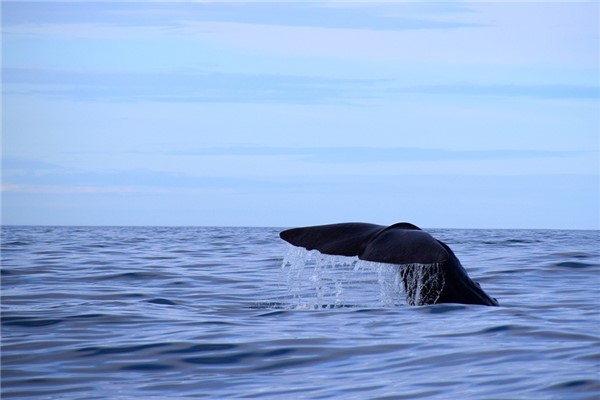 夢到了事與願違怎麼回事_周公解夢