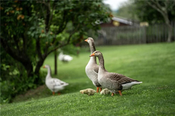夢見大鵝咬我是什麼意思_周公解夢