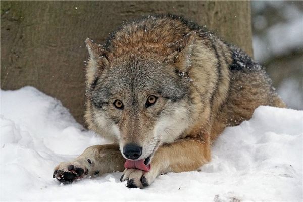 夢到了惡狼啥意思_周公解夢