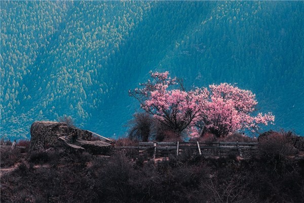 夢到了黑桃樹意味著什麼_周公解夢