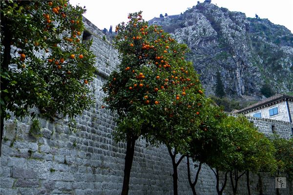 女人夢見樹結滿橙子_周公解夢