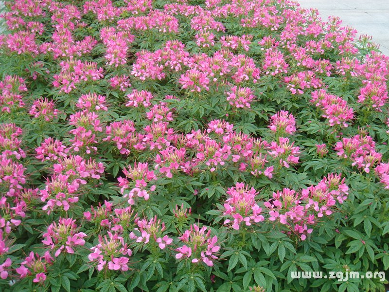 醉蝶花的花語