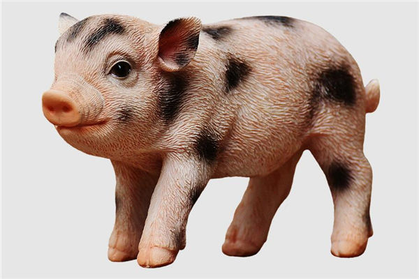 2019年哪個時辰屬豬的福氣多_十二生肖