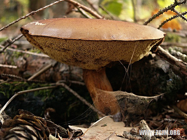 夢見一家人在一起_周公解夢夢到一家人在一起是什麼意思_做夢夢見一家人在一起好不好_周公解夢官網