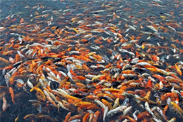 夢到魚多會是什麼預兆_周公解夢