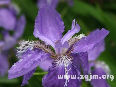 波斯鳶尾花的花語