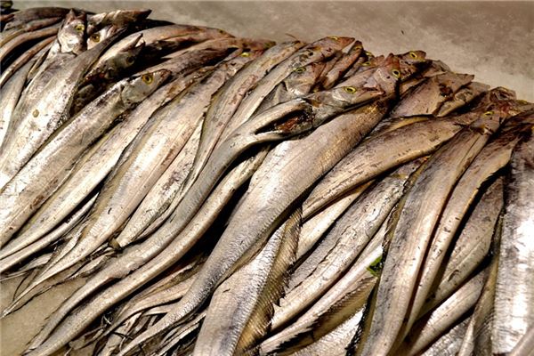 夢見帶魚是怎么回事_周公解夢