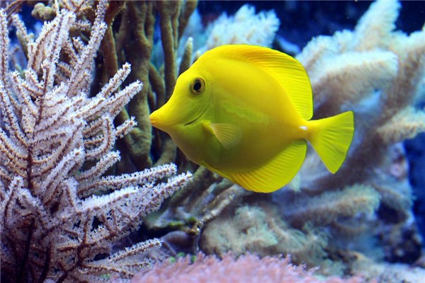 夢到小黃魚有什麼寓意嗎?_周公解夢
