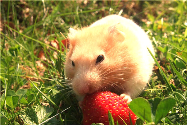 夢到了透視裝女子好不好_周公解夢官網