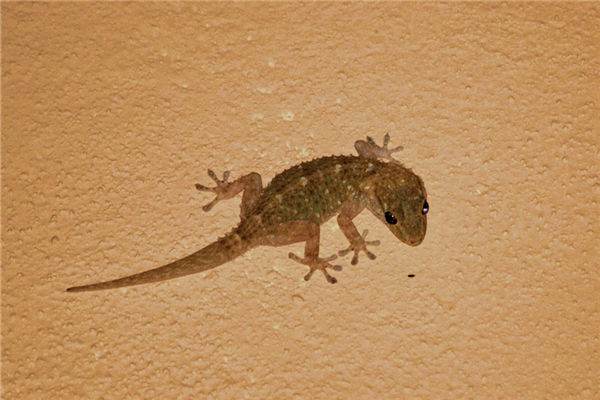 夢見壁虎是什麼意思_周公解夢