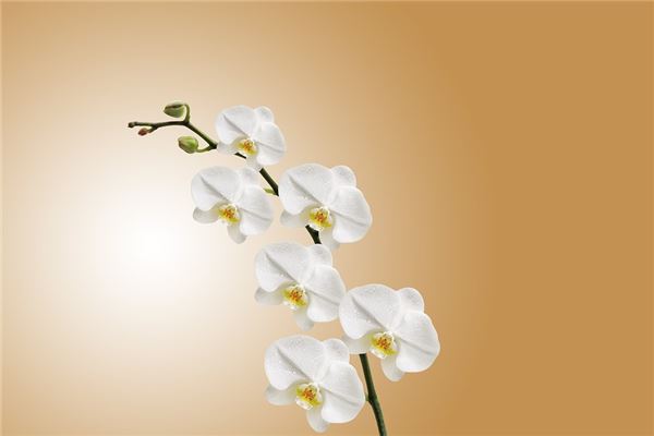 夢見蘭花開花_周公解夢