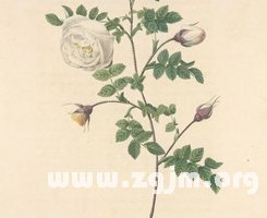 金牛座愛情路上的絆腳石_十二星座