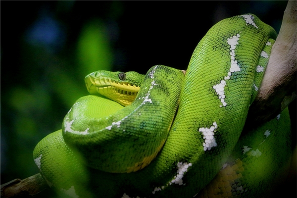 夢見蟒蛇吃蟒蛇是好是壞_周公解夢