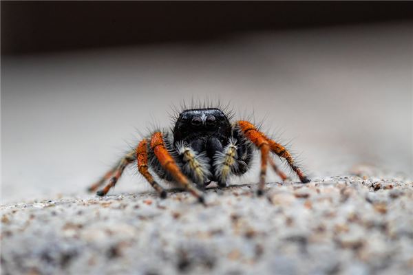 夢見打死蜘蛛_周公解夢