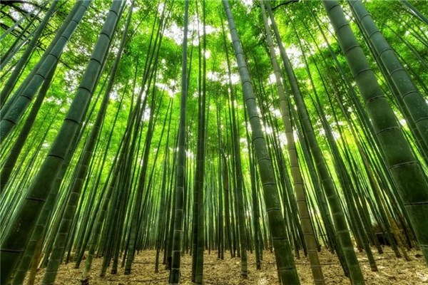 夢到扛竹子有什麼含義_周公解夢