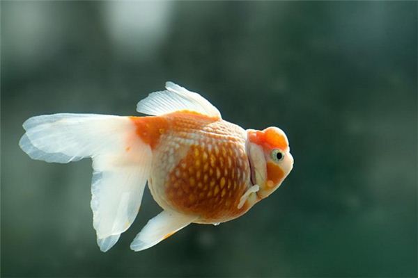 夢見魚：夢活魚吉，夢死魚凶_周公解夢