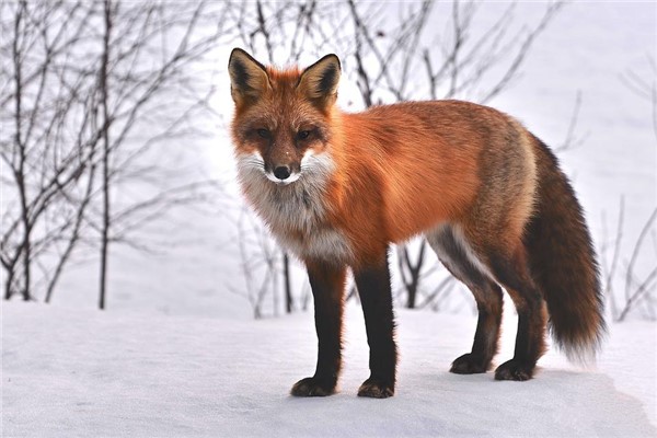 夢到變成動物預示了什麼_周公解夢