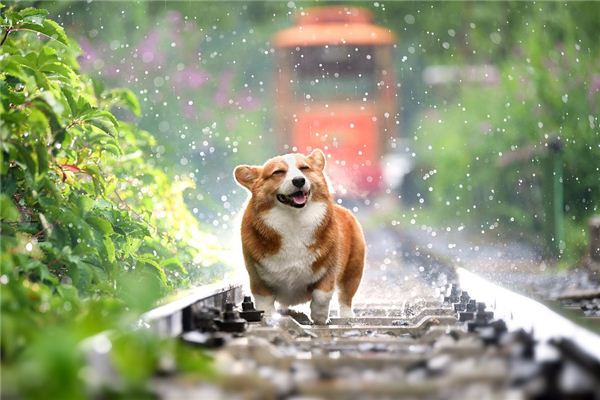 屬狗是多大年齡_十二生肖