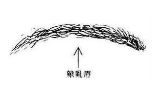 雜亂眉