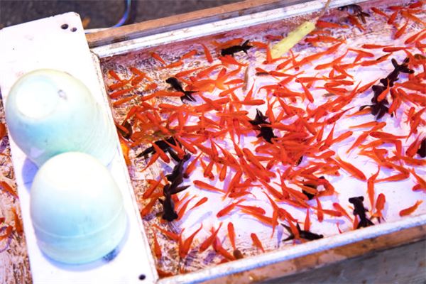 夢到好多魚_周公解夢