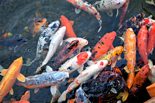 夢見花魚有什麼含義_周公解夢